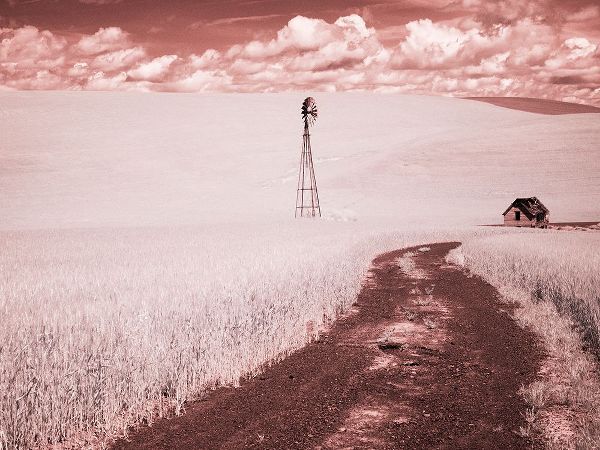Eggers, Terry 아티스트의 USA-Washington State-Palouse-Backroad through wheat field작품입니다.